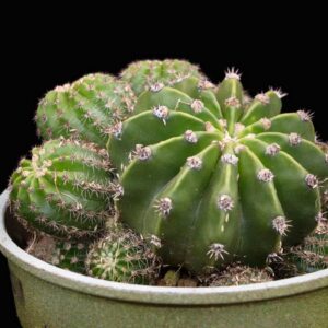 Echinopsis subdenudata (Easter Lily Cactus) Plant – A Stunning Blooming Cactus for Every Home | Domino Cactus
