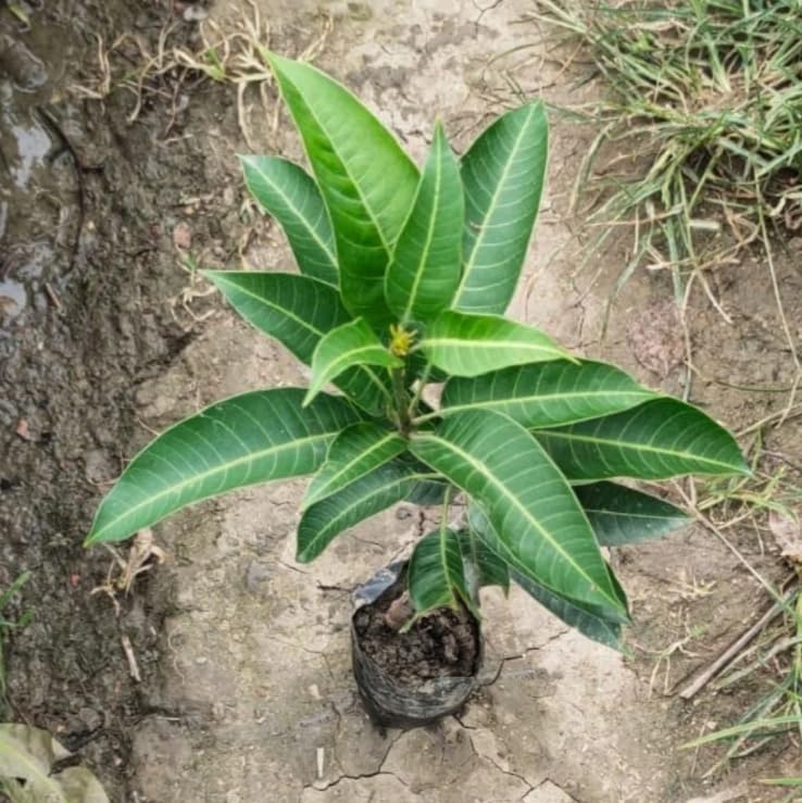 Cogshall Mango Grafted Plant – Mangifera indica | Premium Mango Fruit Plant for Home Garden - Image 2