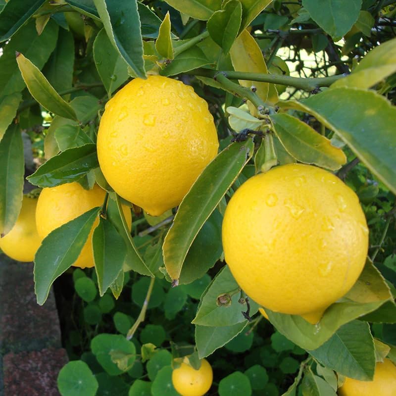 All Time Calcutta Pati Lemon (Nimbu) Plant | Citrus × limon Premium Grafted Live Lemon Fruit Plant - Image 4