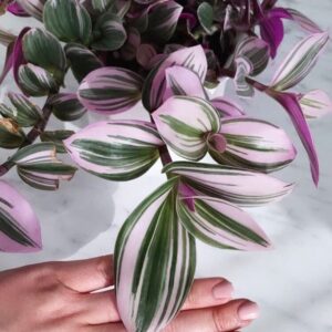 Tradescantia Nanouk ‘Lilac’ Plant – Rare Variegated Live Houseplant | Tradescantia cerinthoides