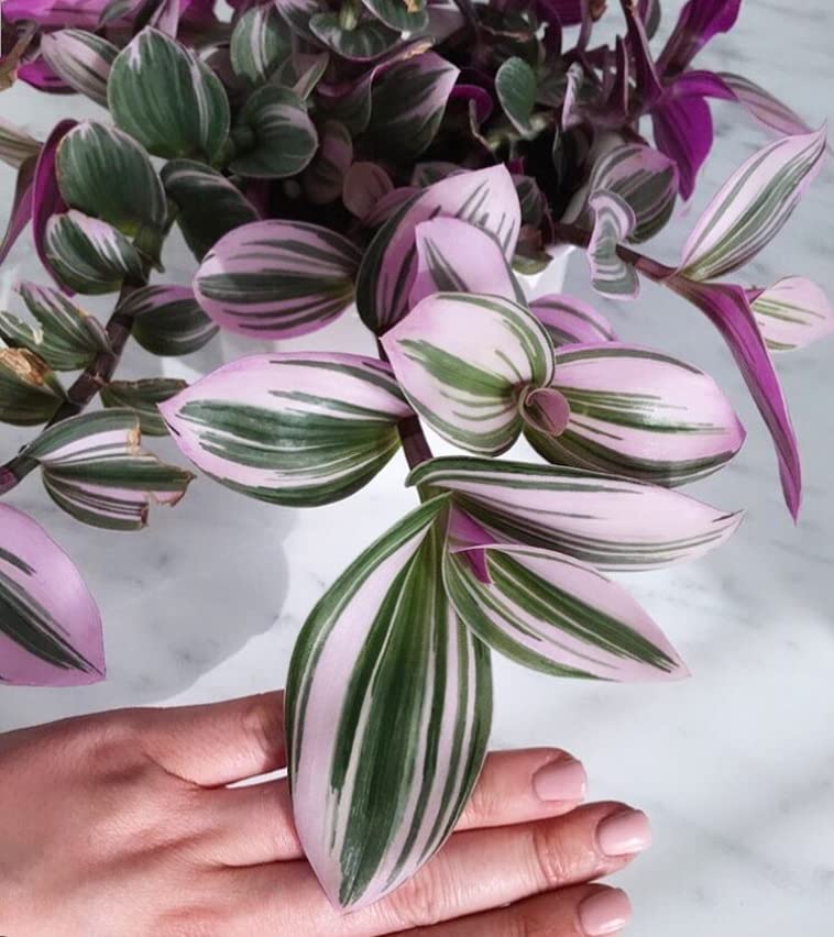 Tradescantia Nanouk ‘Lilac’ Plant – Rare Variegated Live Houseplant | Tradescantia cerinthoides
