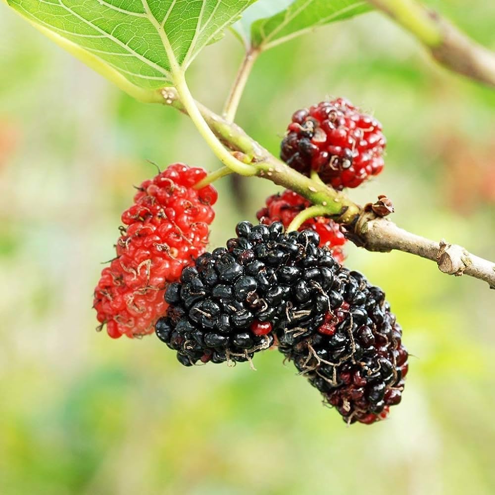 Mulberry Hybrid Plant | Black Mulberry Live Plant | Short Type Fruit Tree for Home Garden - Image 5