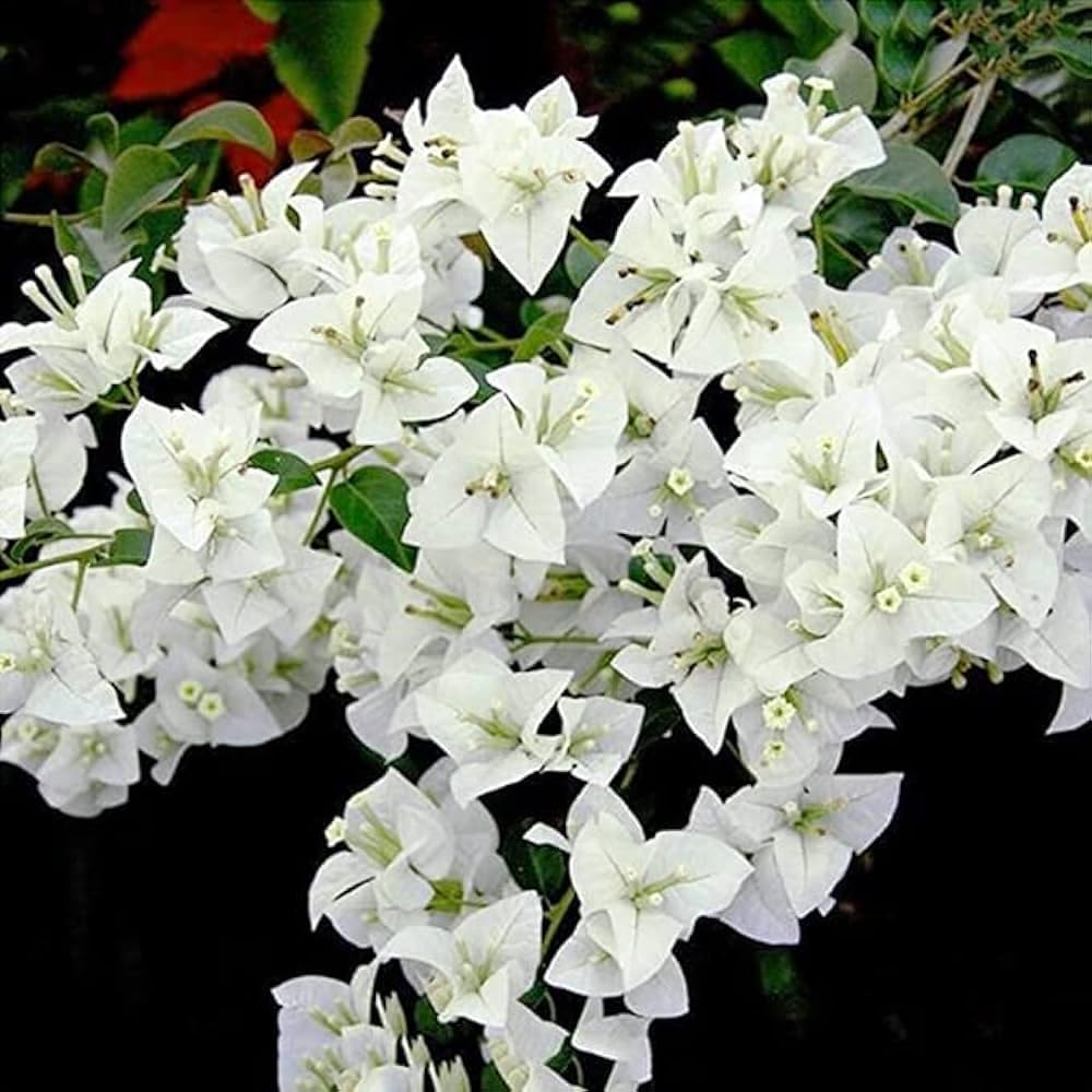 White Colour Bougainvillea (Kagoj Ful) Plant | Live White Flowering Plant for Home Garden - Image 4