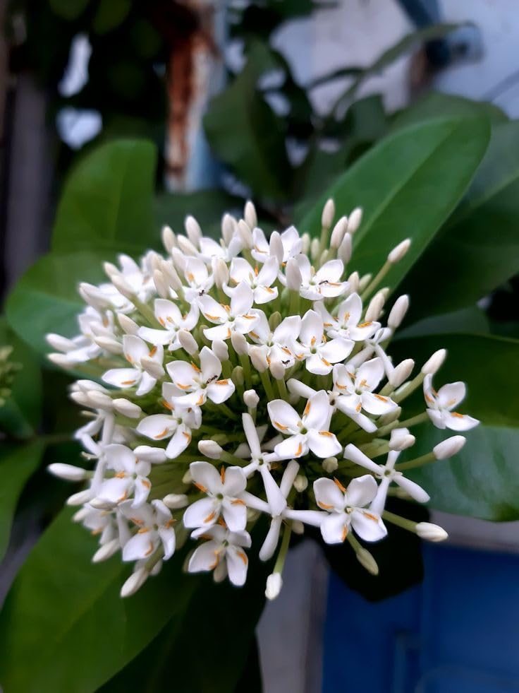 White Ixora Plant – Chethi Thechi Thetti White Flowering Live Plant with Grow Bag - Image 2