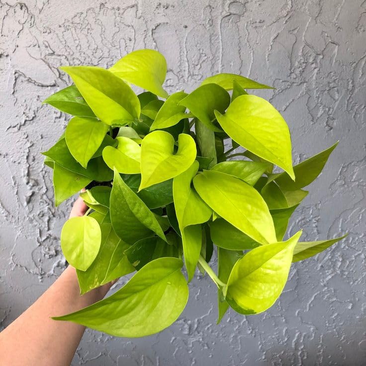 Money Plant (Golden) with Pot | Epipremnum aureum Live Indoor Plant for Home & Office with pot - Image 4