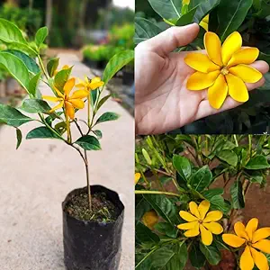 Golden Gardenia/Gandharaj Yellow Fragrant All Time Flowering Plant