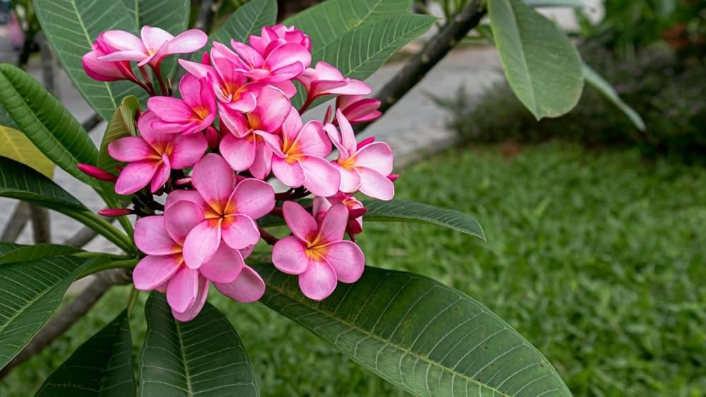 Pink Plumeria Flower Plant | Plumeria rubra Pink Frangipani Live Fragrant Champa Plant for Home Garden - Image 3