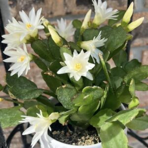 White Easter Cactus Plant (Bare Rooted) | Rhipsalidopsis gaertneri White Flower Succulent for Home & Garden