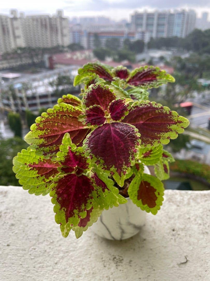 Coleus (Green Pink) Plant | Coleus scutellarioides Live Colorful Foliage Plant for Home Garden - Image 4