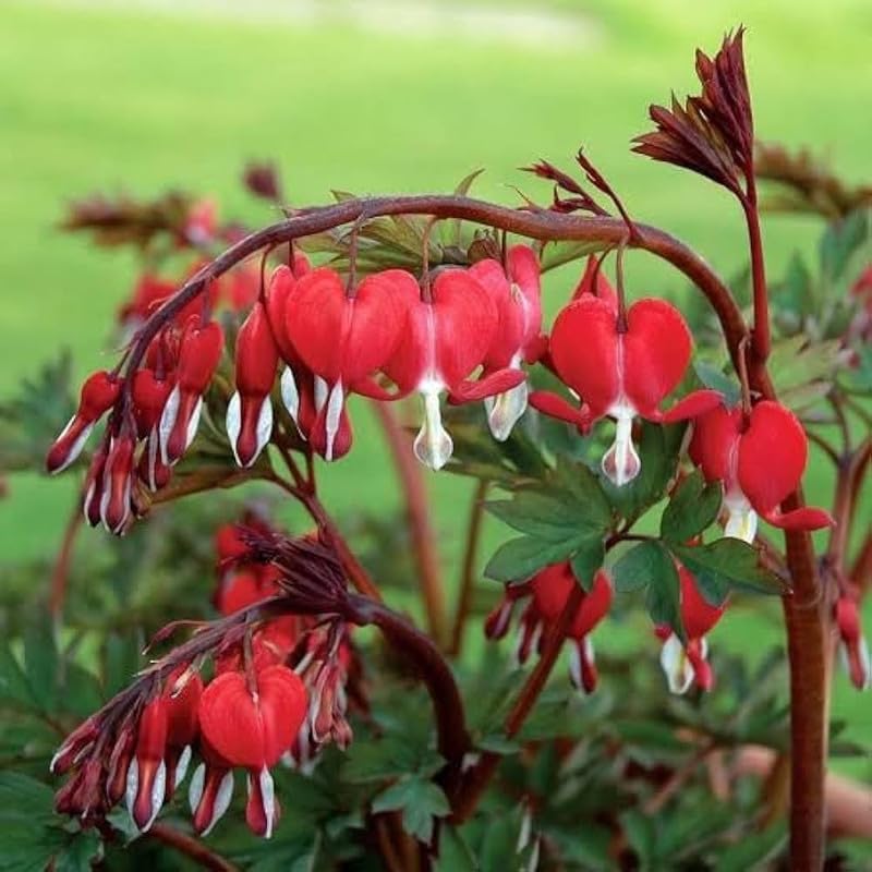 Bleeding Heart Vine Flower Plant (Red) | Clerodendrum thomsoniae Live Tropical Flowering Vine for Home Garden - Image 3