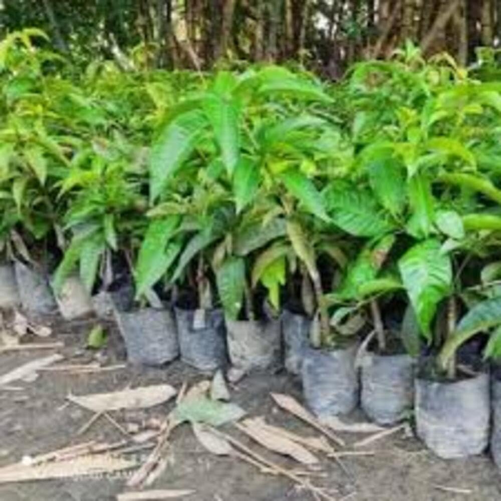 Hari Vanga Mango Plant (Grafted) | Mangifera indica Premium Sweet & Rich-Tasting Live Fruit Plant - Image 3