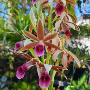 Manjuu Orchid Flower Live Plant | Miltoniopsis Orchid | Healthy Live Orchidaceae Plant for Home Garden