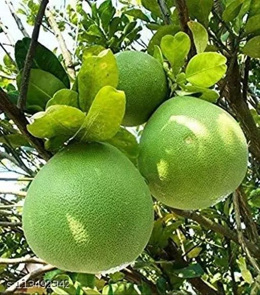 Seedless Pomelo Plant | Citrus maxima Seedless Grapefruit (Jambura) Live Fruit Plant for Home Garden - Image 4