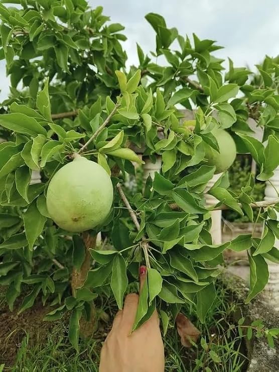 Bael Plant (Grafted) Fruit Plant Height 1.5 - 3 Feet ( fruit came under 1year) - Image 2