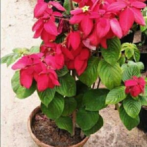 Red Mussaenda Plant | Mussaenda erythrophylla (Ashanti Flag Bush) Live Tropical Flowering Plant for Home Garden