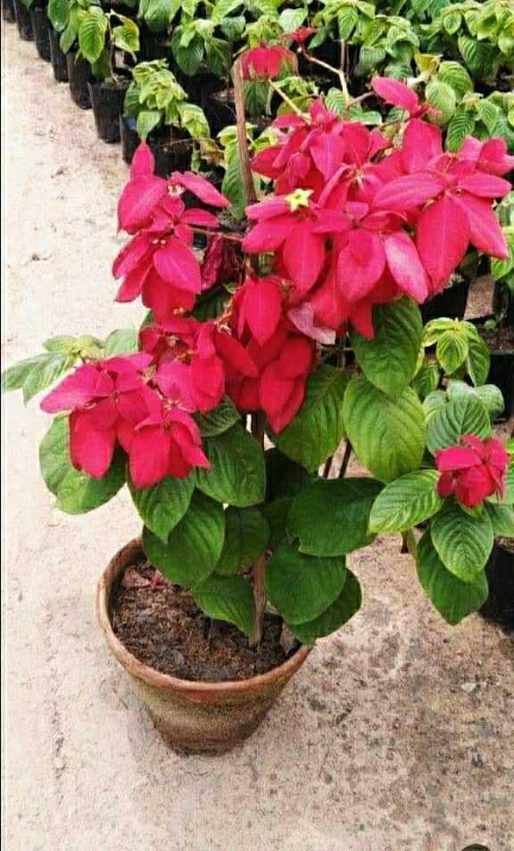 Red Mussaenda Plant | Mussaenda erythrophylla (Ashanti Flag Bush) Live Tropical Flowering Plant for Home Garden