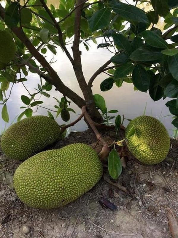 Special Vietnam Super Early Jackfruit Grafted Plant | Artocarpus heterophyllus Premium Hybrid Live Fruit Tree for Home Garden - Image 4