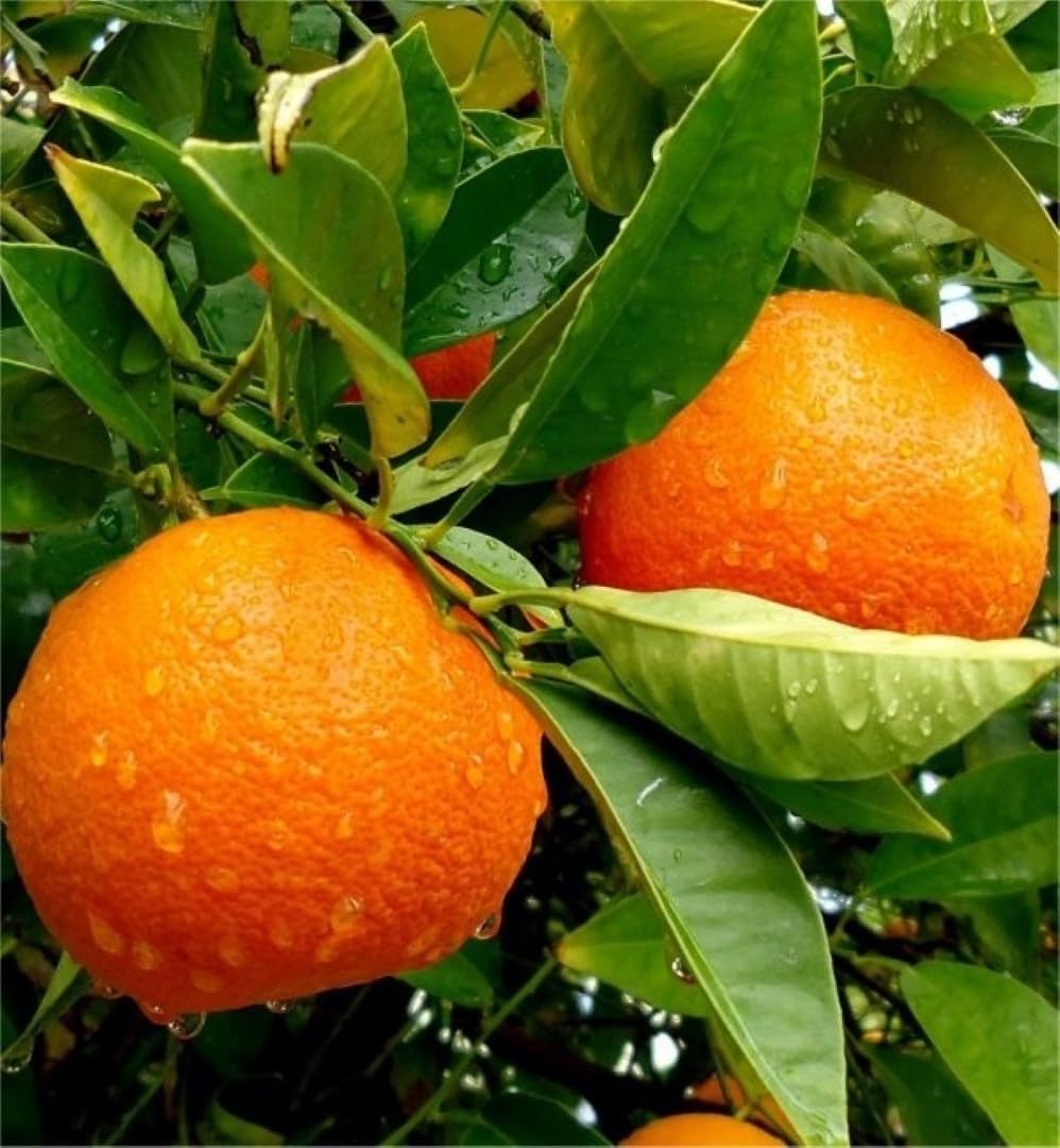 Legacy Sweet Orange Premium Citrus Plant | Citrus × sinensis Hybrid Sweet Juicy Orange Live Fruit Plant for Home Garden - Image 3