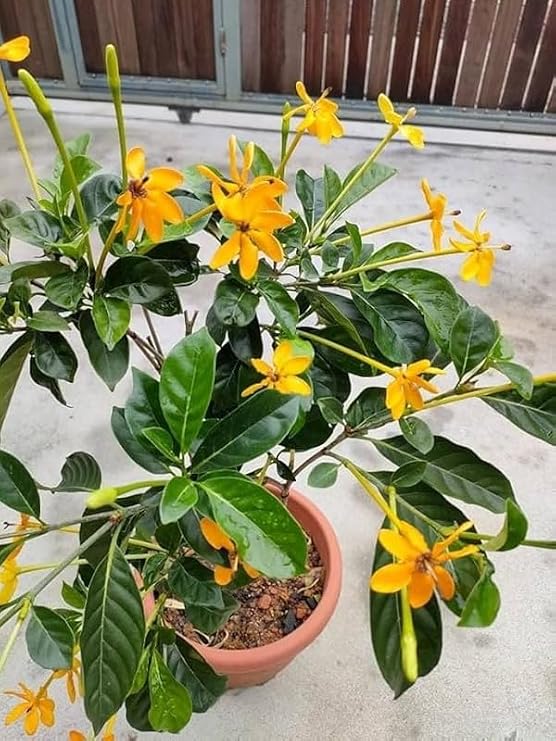Golden Gardenia/Gandharaj Yellow Fragrant All Time Flowering Plant - Image 3