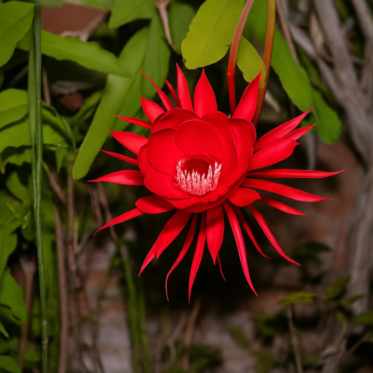 Red Brahma Kamal Plant | Rare Night Blooming Fragrant Flower Plant for Home Garden & Botanical Collection - Image 3
