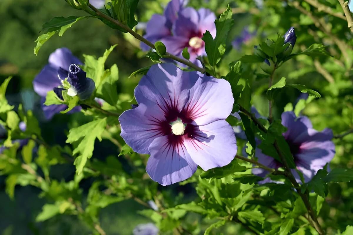 Pune Variety Soft Violet Hybrid Hibiscus – A Rare & Elegant Flowering Plant - Image 4