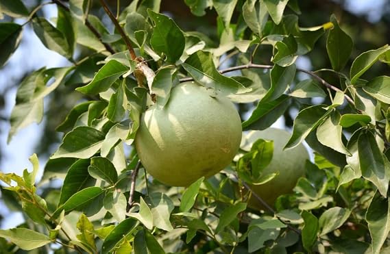 Bael Plant (Grafted) Fruit Plant Height 1.5 - 3 Feet ( fruit came under 1year) - Image 3