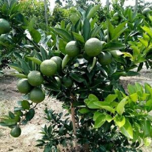 Vietnam All Time Malta Mosambi Hybrid Fruit Plant | Citrus × limetta Premium Grafted Sweet Lime Live Plant for Home Garden