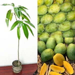 Langra Mango Fruit Plant & Tree | Grafted Live Mango Plant | Sweet & Juicy Indian Mango Variety