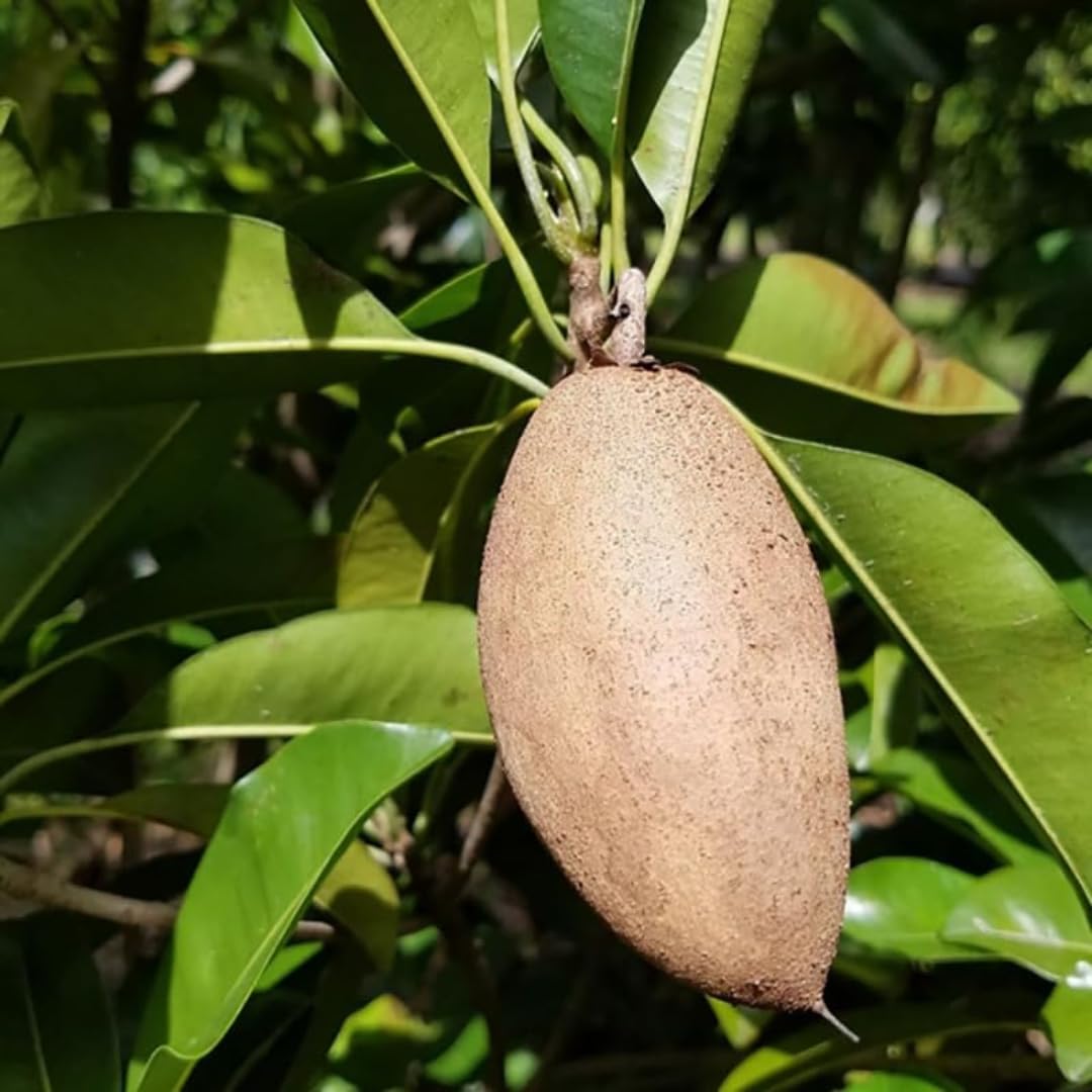 Banana Chiku (Sapota) Fruit Plant | Manilkara zapota Premium Grafted Live Sapodilla Tree for Home Garden - Image 3