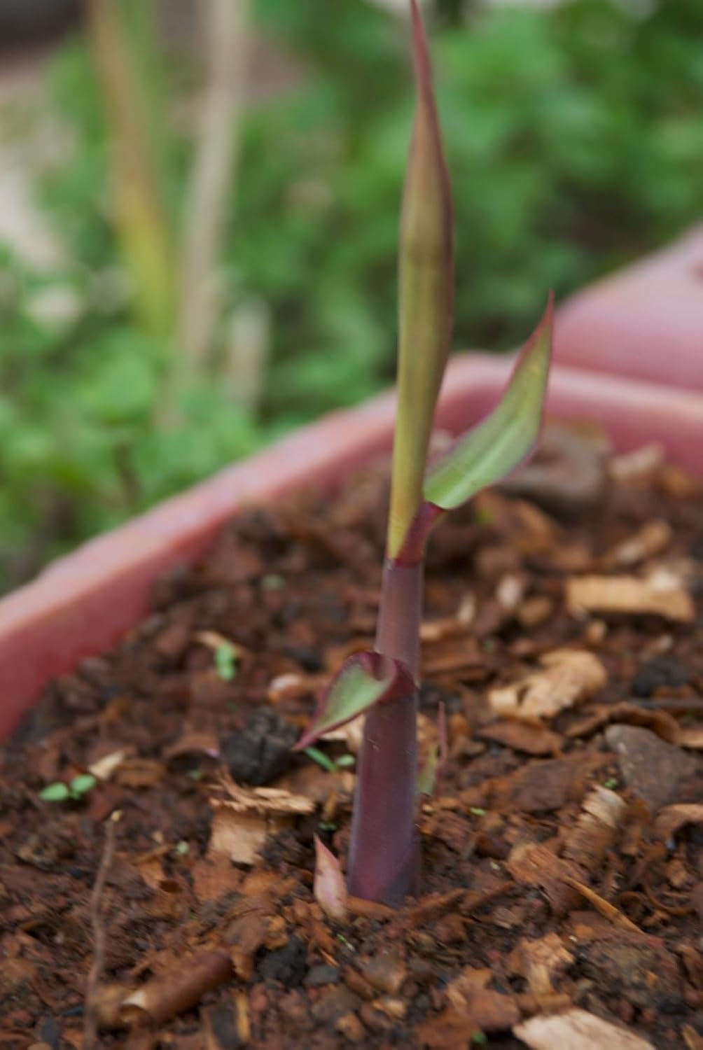 Philippine Black Sugarcane Plant | Black Sugar Cane Live Plant | Exotic Sweet Sugarcane for Home Garden - Image 4