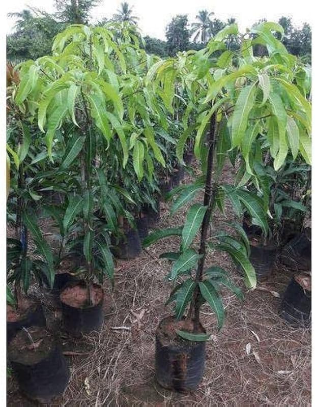 Grafted Himsagar All Time Mango Plant | Mangifera indica Premium Sweet Fibreless Mango Live Fruit Tree - Image 3