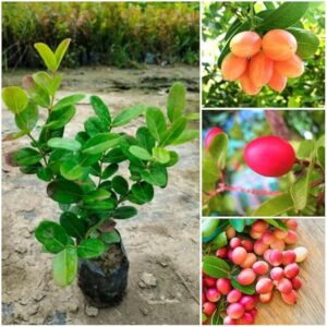 Sweet Korchi / Karonda Fruit Plant | Sweet Karonda Live Plant | Carissa carandas Fruit Tree for Home Garden