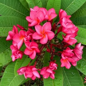 Red Plumeria (Frangipani) – Elegant Tropical Flowering Tree for Every Garden