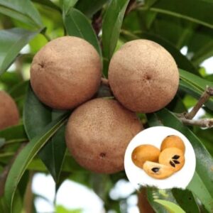 Cricket Ball Chiku (Bombay Sapota) Grafted Fruit Plant | Manilkara zapota Premium Live Sapodilla Tree for Home Garden