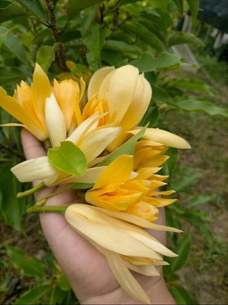 Sorno Champa grafted plant / Swarna Champa grafted plant (Golden Champa) Plant Flower plant - Image 4