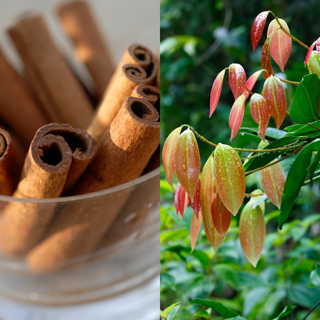 Cinnamon (Karuvapatta) Spice Plant – Premium Aromatic Spice Tree - Image 3