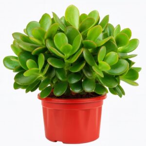 Dollar Succulent Jade Plant with Pot | Crassula ovata Live Lucky Money Plant for Home & Office