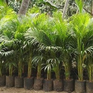 Areca Palm Air Purifier Plant (1.5–3 Feet Height) | Live Indoor Decorative Palm for Home & Office