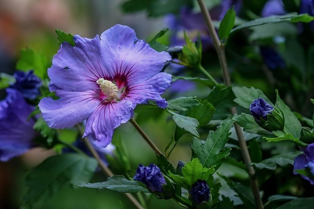 Pune Variety Soft Violet Hybrid Hibiscus – A Rare & Elegant Flowering Plant - Image 3