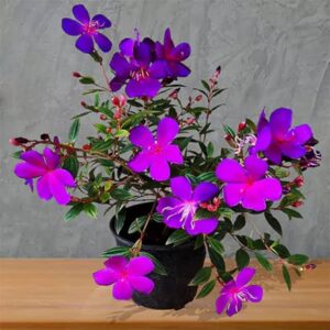 All Season Begum Bahar (Tibouchina) Flower Plant | Tibouchina urvilleana Live Purple Flowering Plant for Home Garden