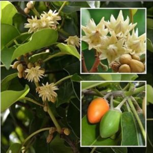 Original Bakul Flower Plant | Spanish Cherry | Mimusops elengi | Bakul / Bokul Live Tree | Fragrant Flower & Fruit Plant