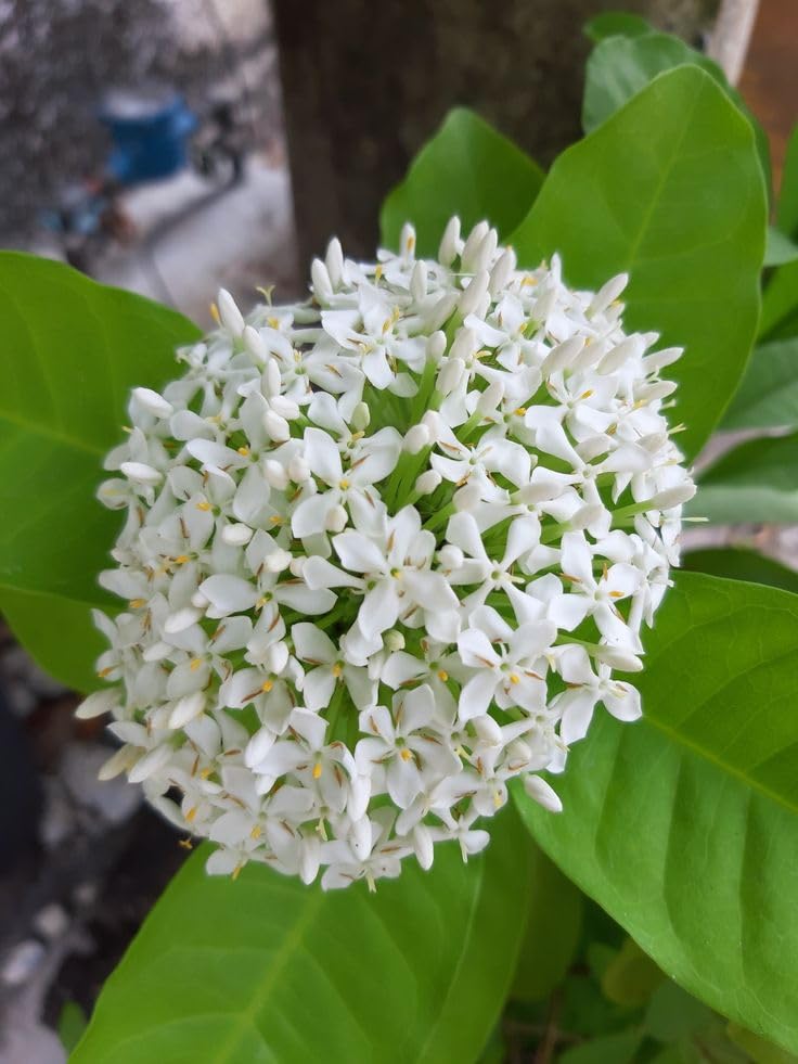 White Ixora Plant – Chethi Thechi Thetti White Flowering Live Plant with Grow Bag - Image 3