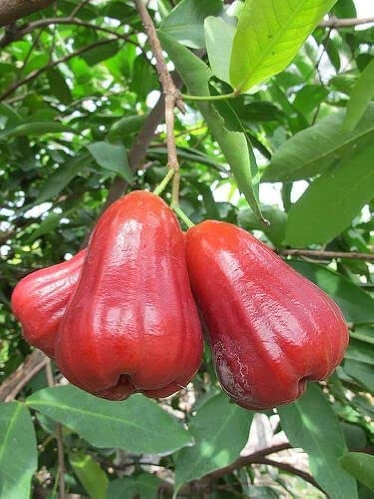 Red Jamrul Grafted Fruit Plant – Exotic Wax Apple Tree for Indian Gardens - Image 3