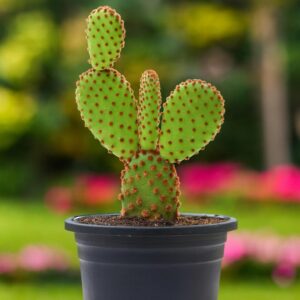 Bunny Ear Cactus – A Cute & Easy-to-Grow Decorative Succulent for home graden With Pot