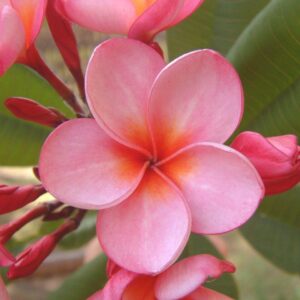 Pink Plumeria Flower Plant | Plumeria rubra Pink Frangipani Live Fragrant Champa Plant for Home Garden