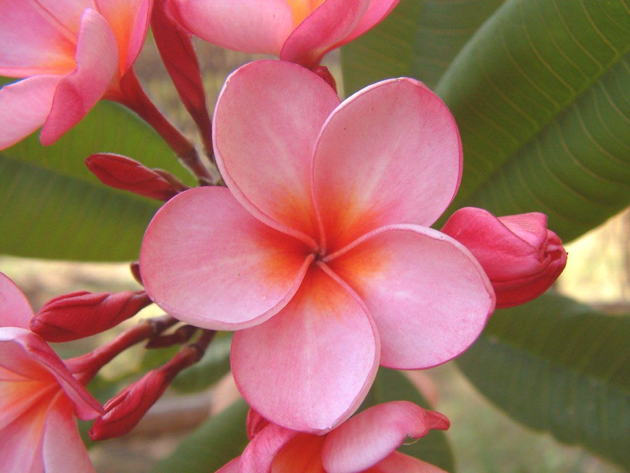 Pink Plumeria Flower Plant | Plumeria rubra Pink Frangipani Live Fragrant Champa Plant for Home Garden