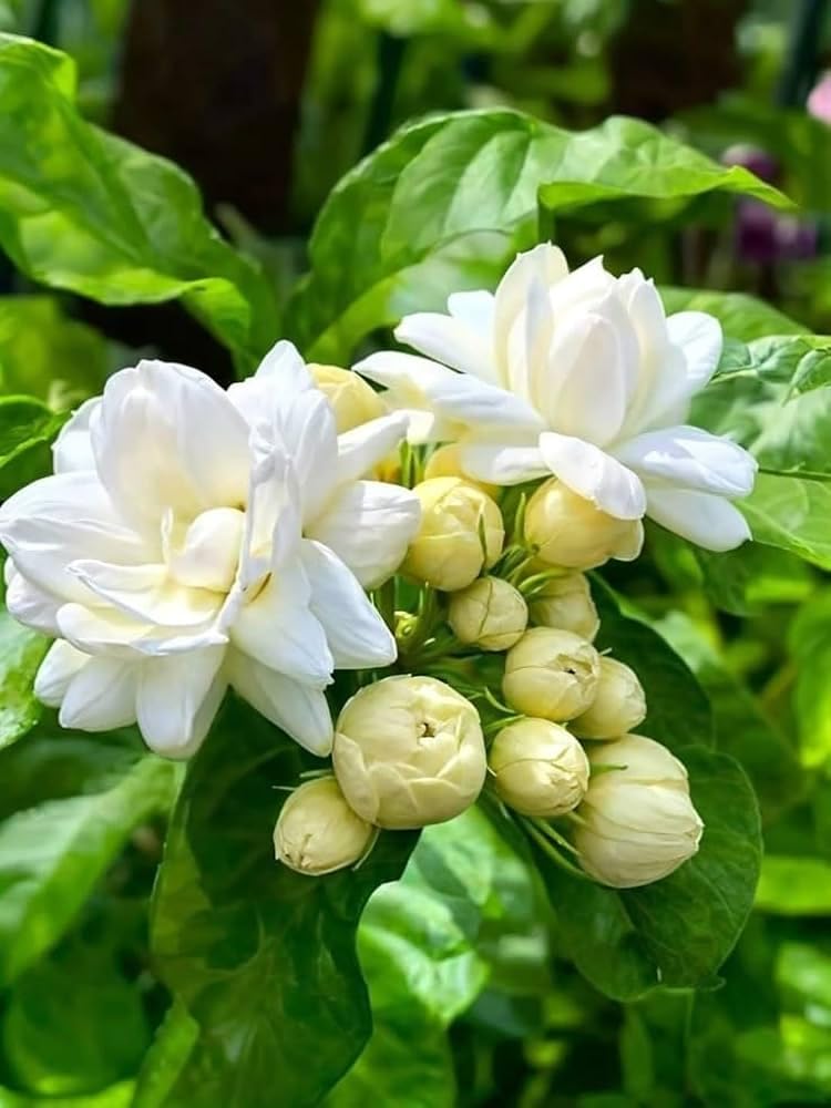 Bel Arabian Jasmine Fragrant Flower Plant | Jasminum sambac Premium Live Mogra Plant for Home Garden - Image 5