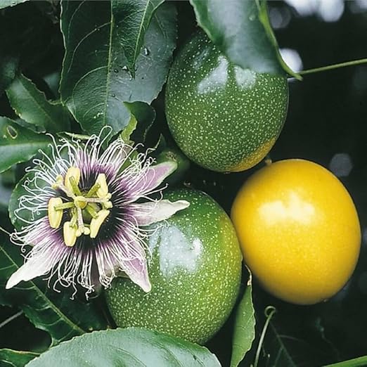 Rakhi Bell Flower (Blue Passion Flower) – A Rare & Exotic Flowering Climber - Image 2