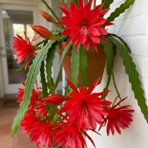 Red Brahma Kamal Plant | Rare Night Blooming Fragrant Flower Plant for Home Garden & Botanical Collection
