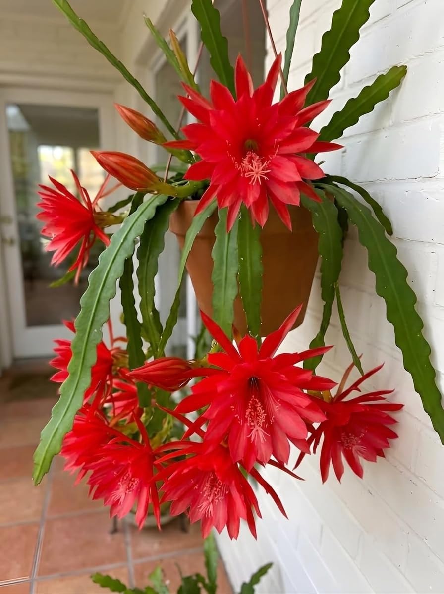 Red Brahma Kamal Plant | Rare Night Blooming Fragrant Flower Plant for Home Garden & Botanical Collection